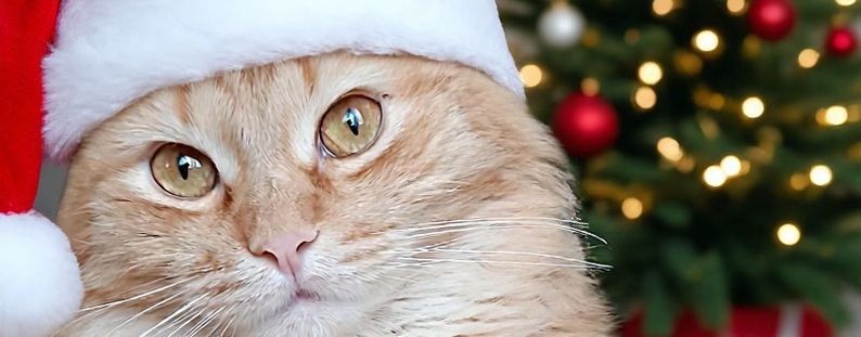 Tanya La & Sonya 😻