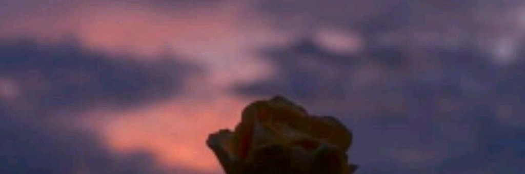 🐸🐢варя🐢🐸