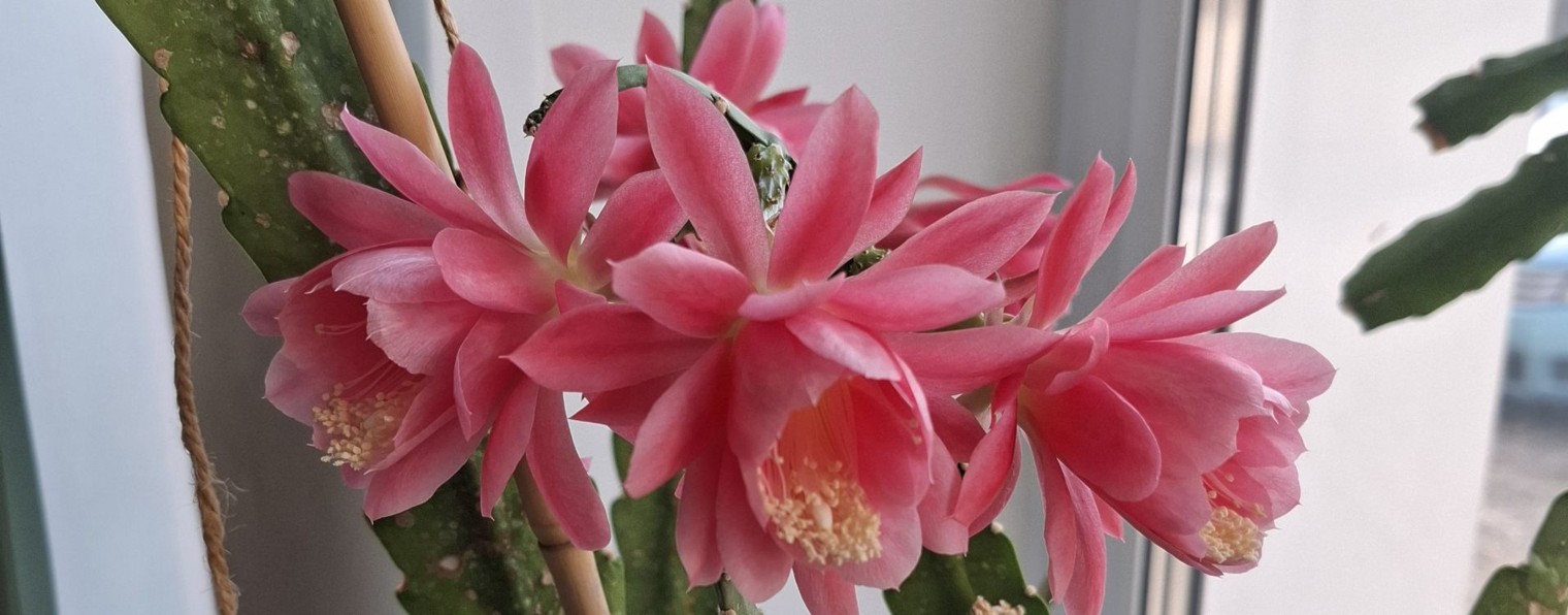 По жизни с оптимизмом