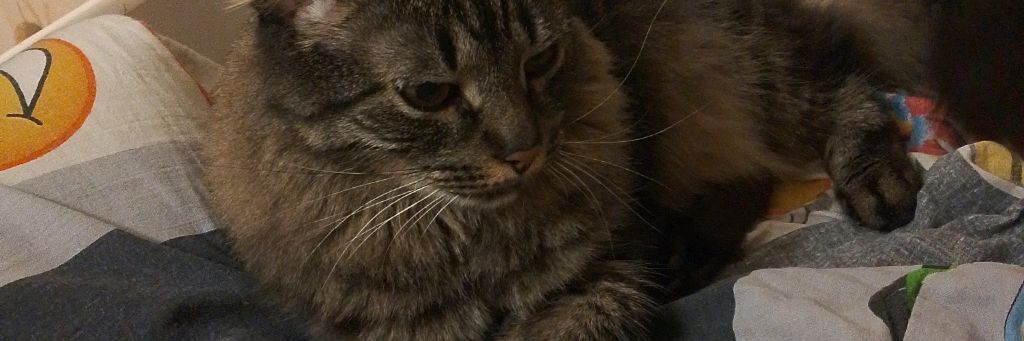 рукажоп который влюблён в тишу