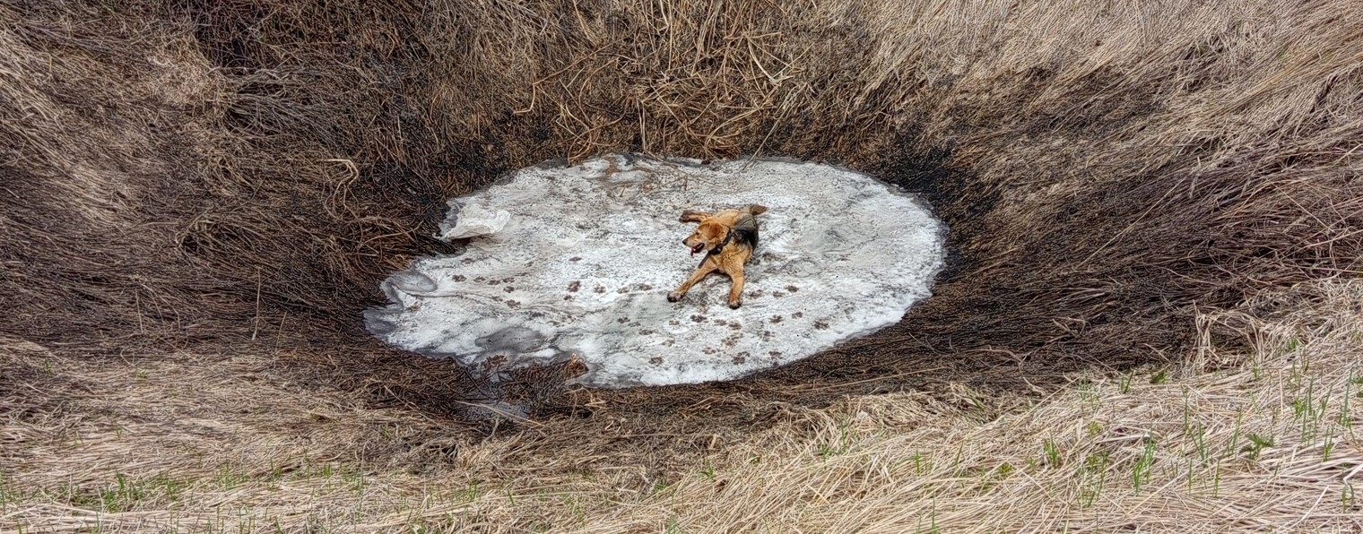 где этот звЭр!