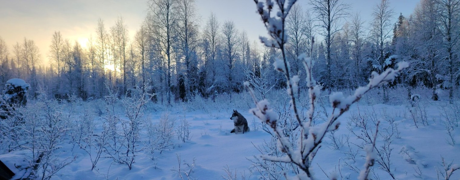 ВДОХНОВЛЕННЫЕ ТАЙГОЙ