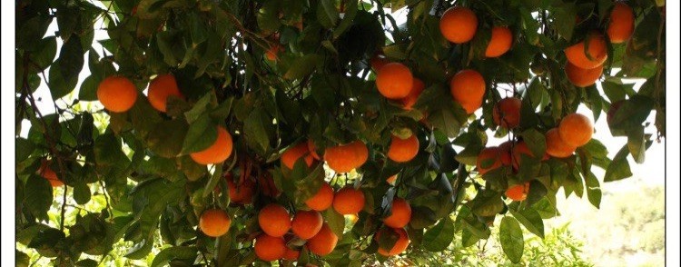 Наталья Ковалёва