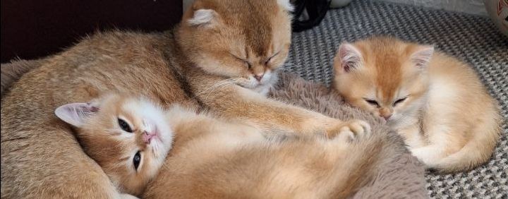 Питомник кошек Black Pearlittle