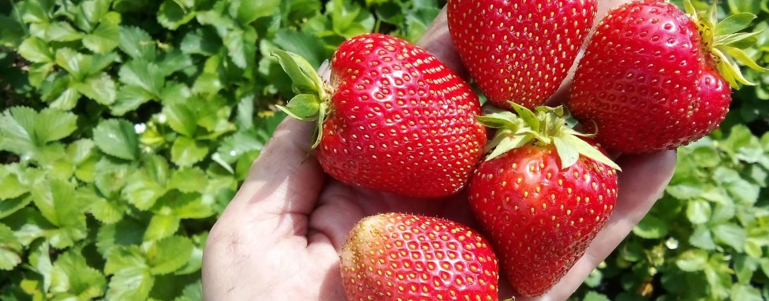 Ирина НН Мой любимый огород