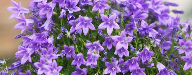 Ольчик Колокольчик