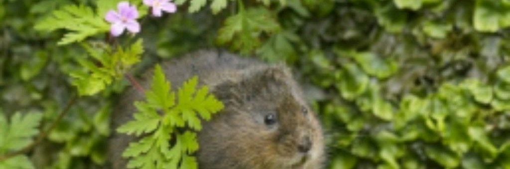 Все самое интересное от Марка🐹