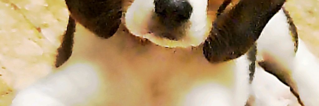 Охота с Гончей