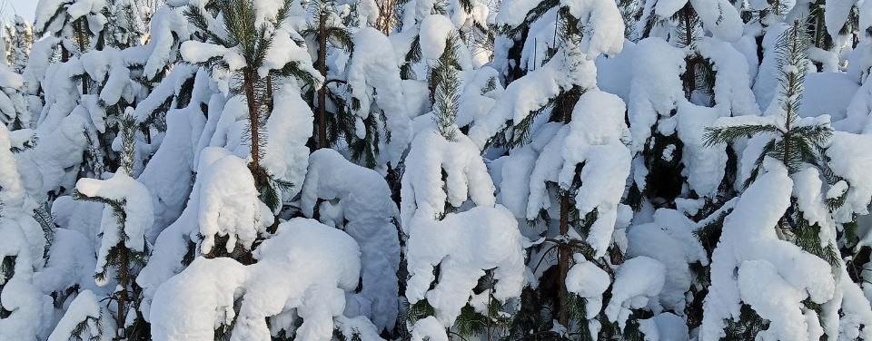 Андрей, автор песен