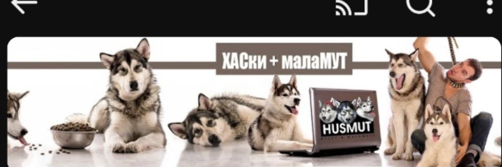 HUSMUT : ХАСМУТ/ХАСки и малаМУТ