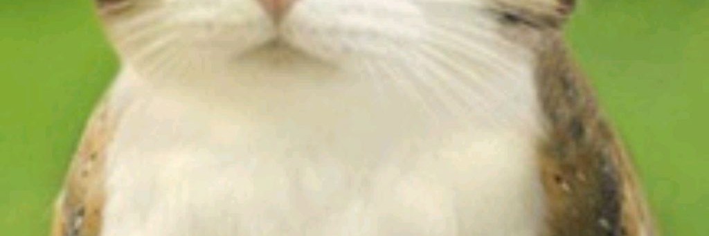 Meowlㅤchannel38111595 61 67 69