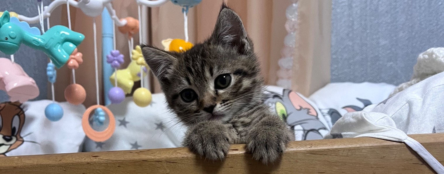 Мир моей семьи