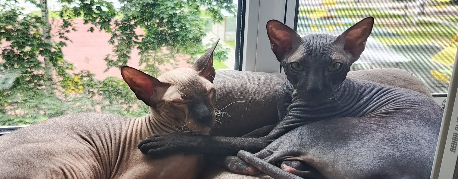 Жизнь лысых котиков