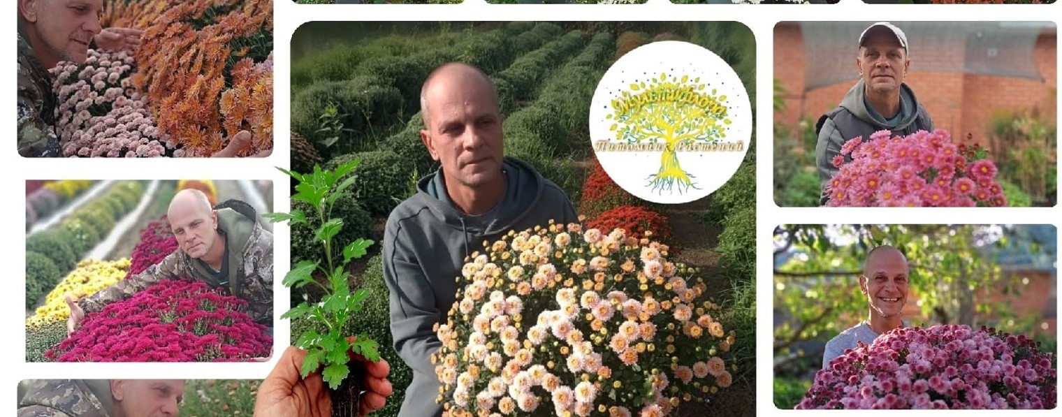 Саженцы Хризантемы