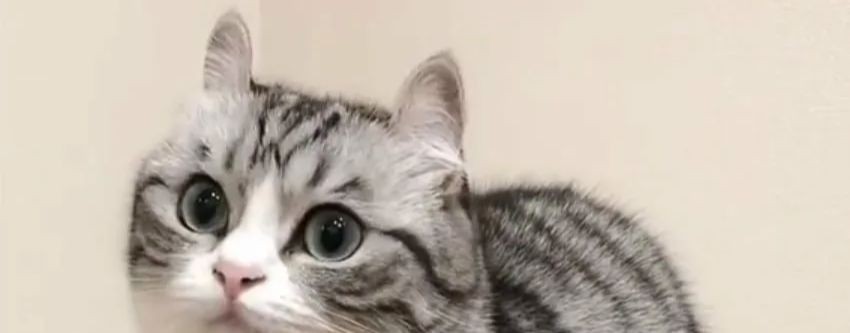 ÇŤĖPĄ(31 год без листика )