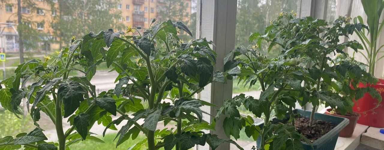 Огород на балконе