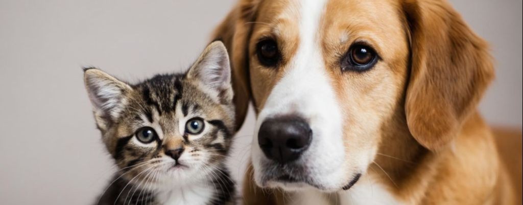 кот и собака