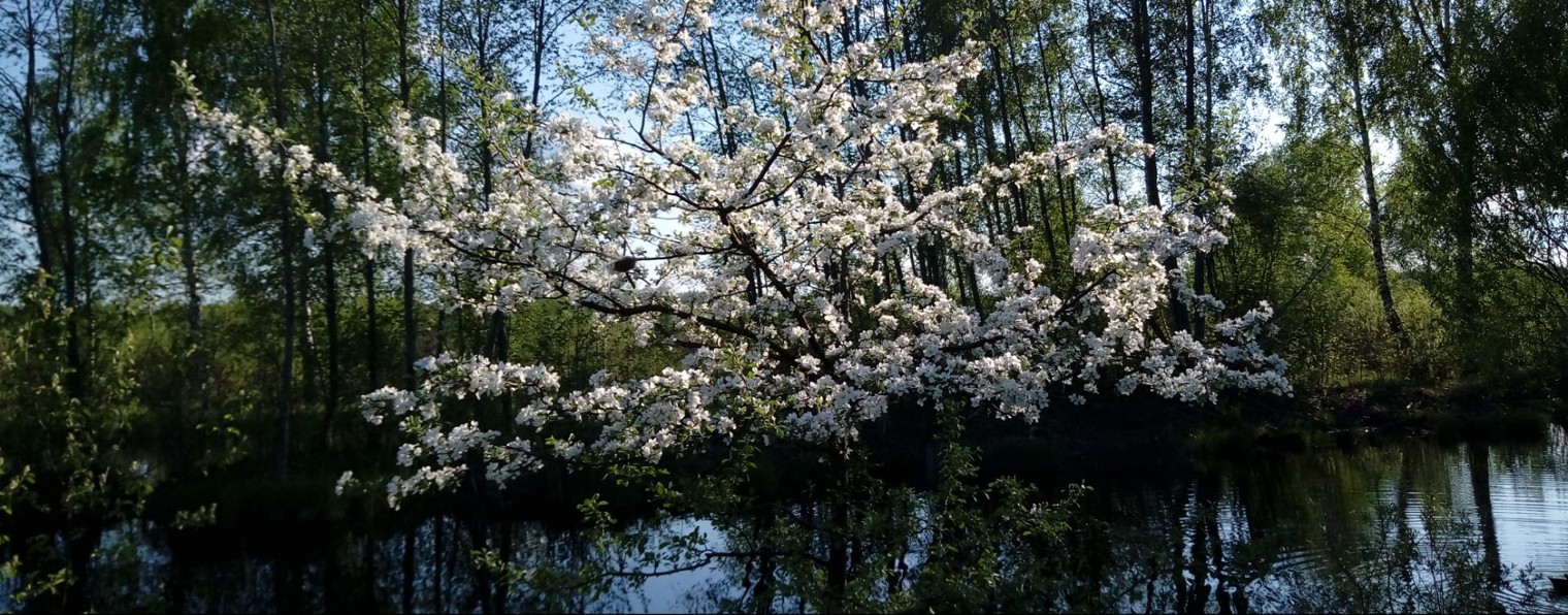 Калина-Малина