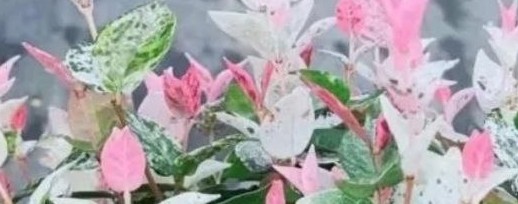 Тропики: Ароидные домашние растения, в клонах.