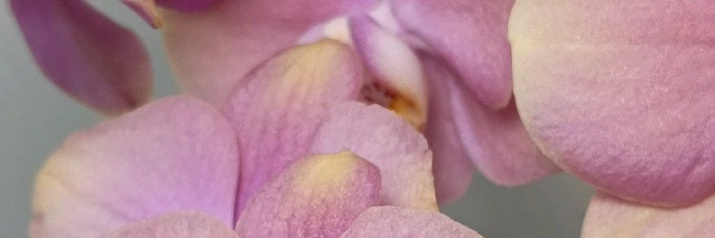 Дневник цветовода