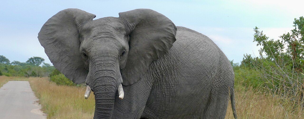 Слоны рулят 🐘