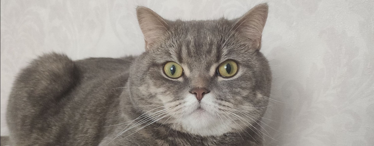 💓💞💕 Котики и Адреналин Хаус😍 🥰😘