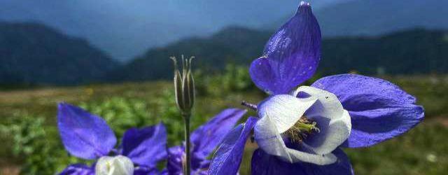 Аквамарин Нейро