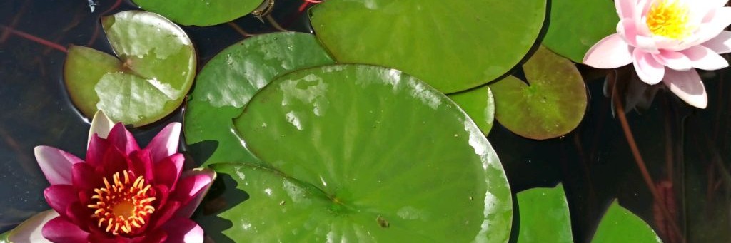 Золото в пруду