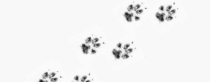 След в след