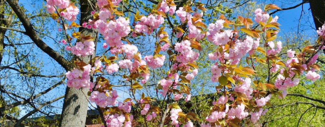 Анастасия Мелих