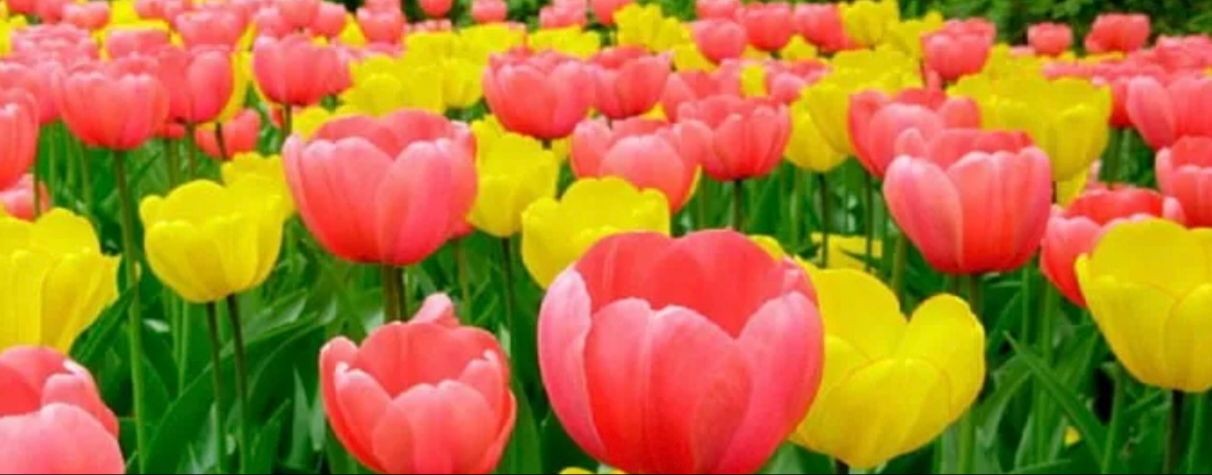 Миллион дел