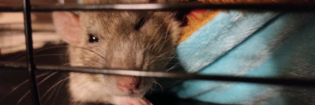 Kratten | Rat's Real Life