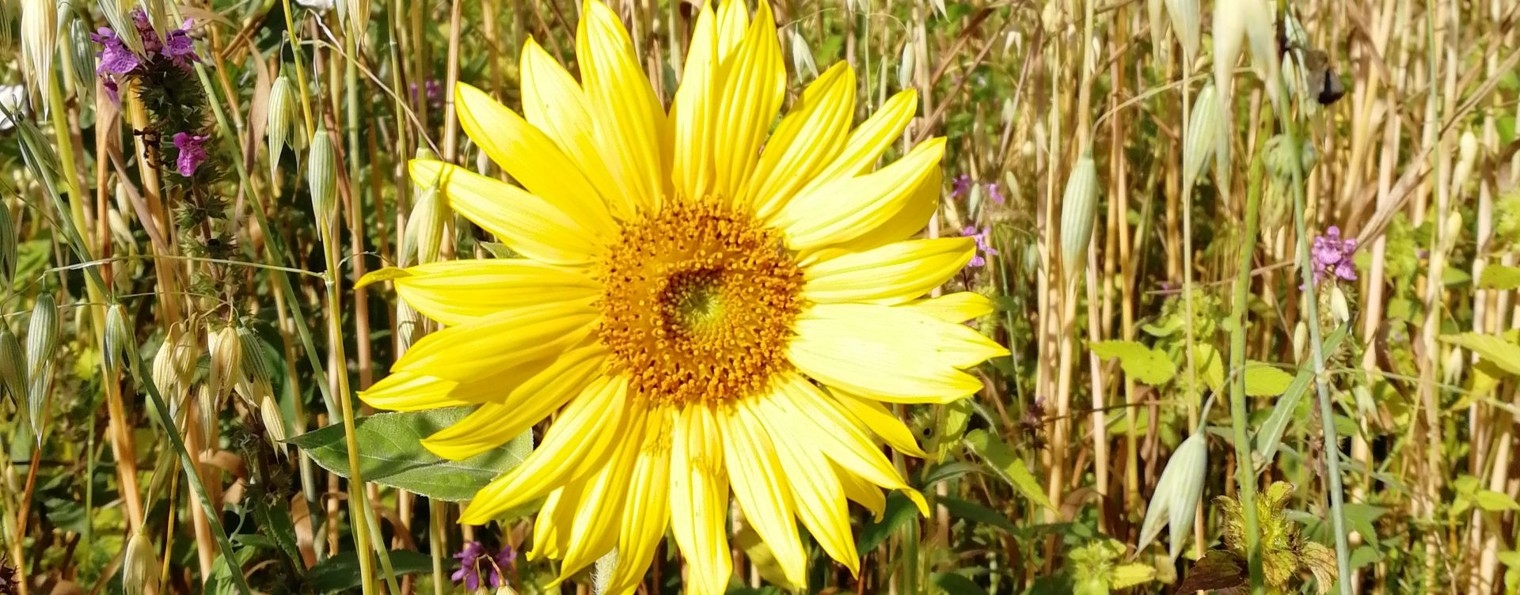 Фермерская доля