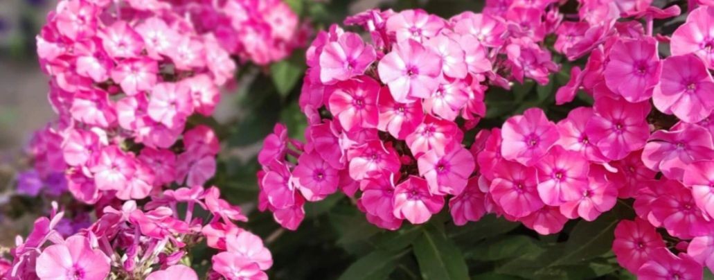 от Оксаны ВСЕГО ПОНЕМНОГУ 🤗