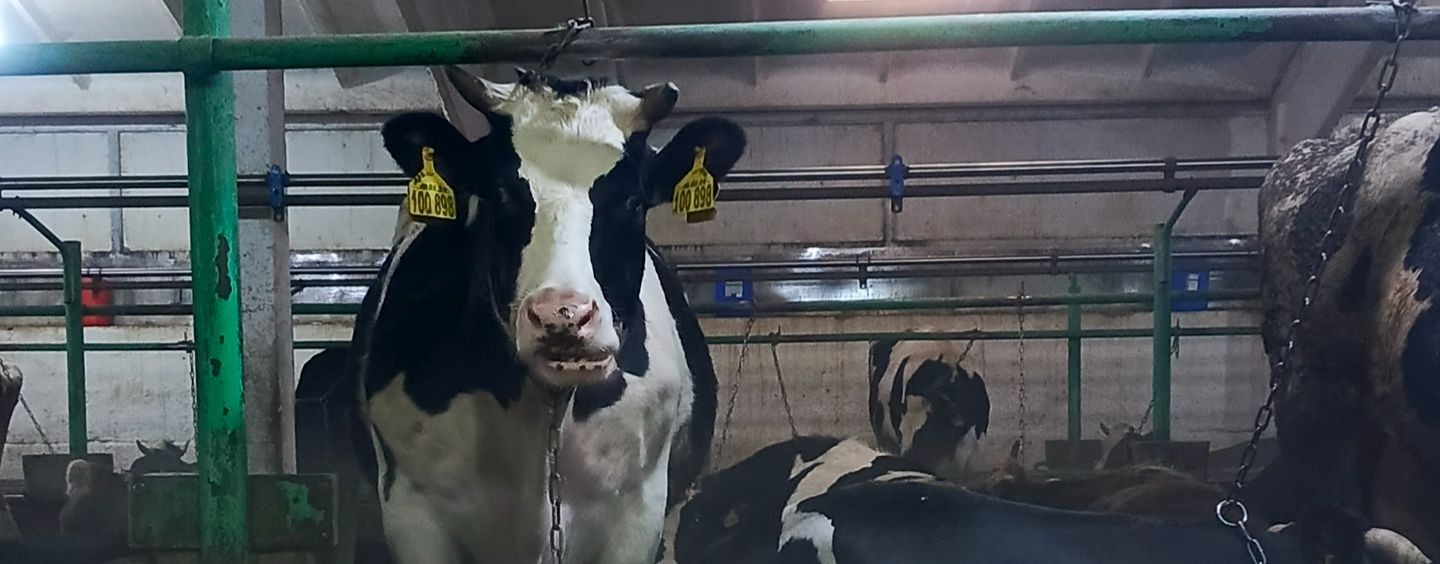 Екатеринка