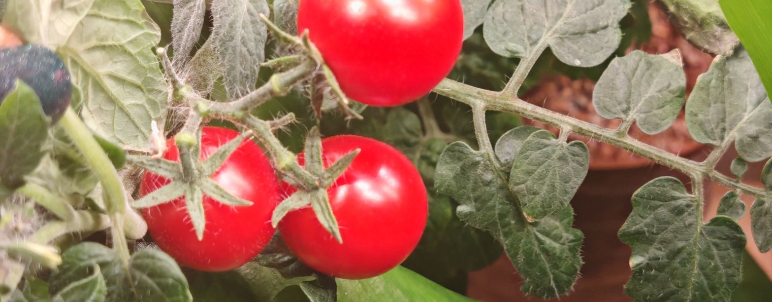 уВерухиОгород