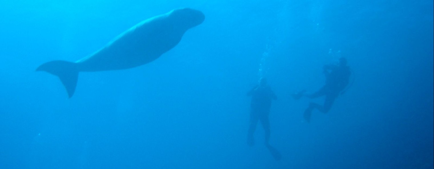 Билык Александр