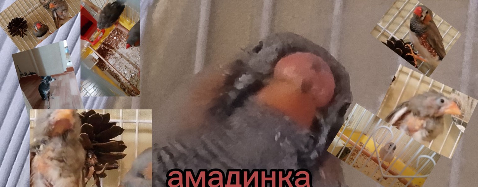 Амадинка