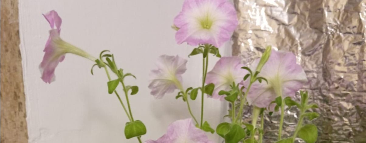 Цветочница в Заполярье