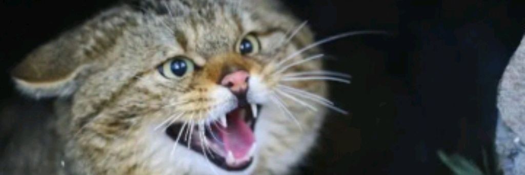 •{госпожа lune}•/в̷о̷л̷ч̷и̷ц̷а̷/(̷ETW  team)