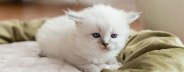 котитик  мурзя