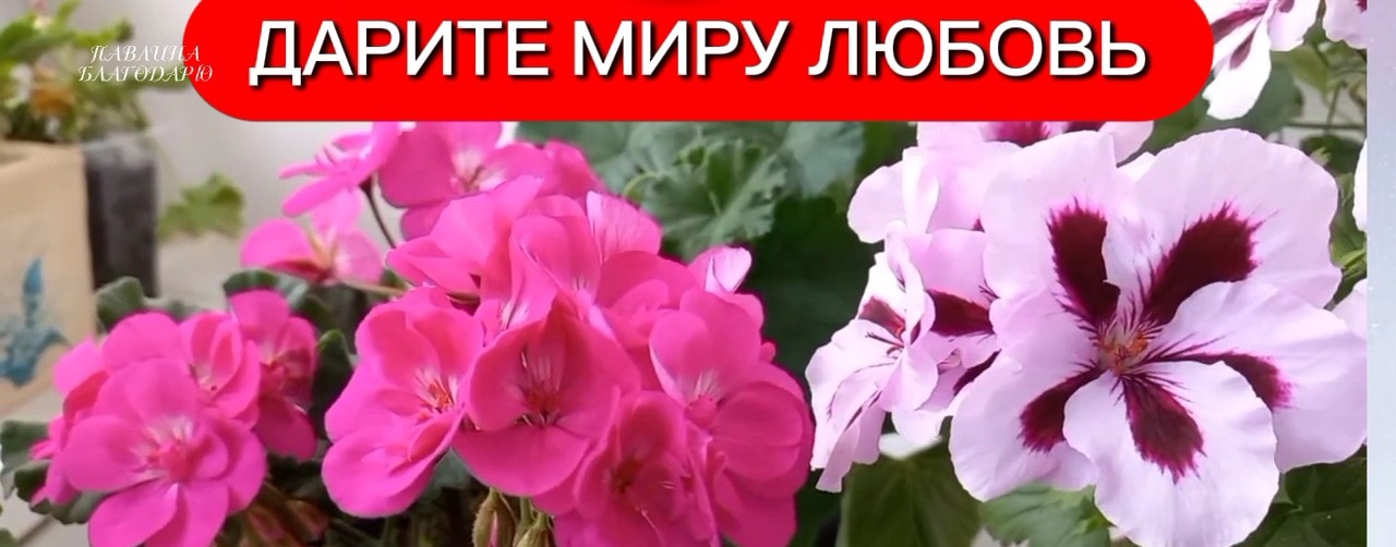 Т Павлина Благодарю