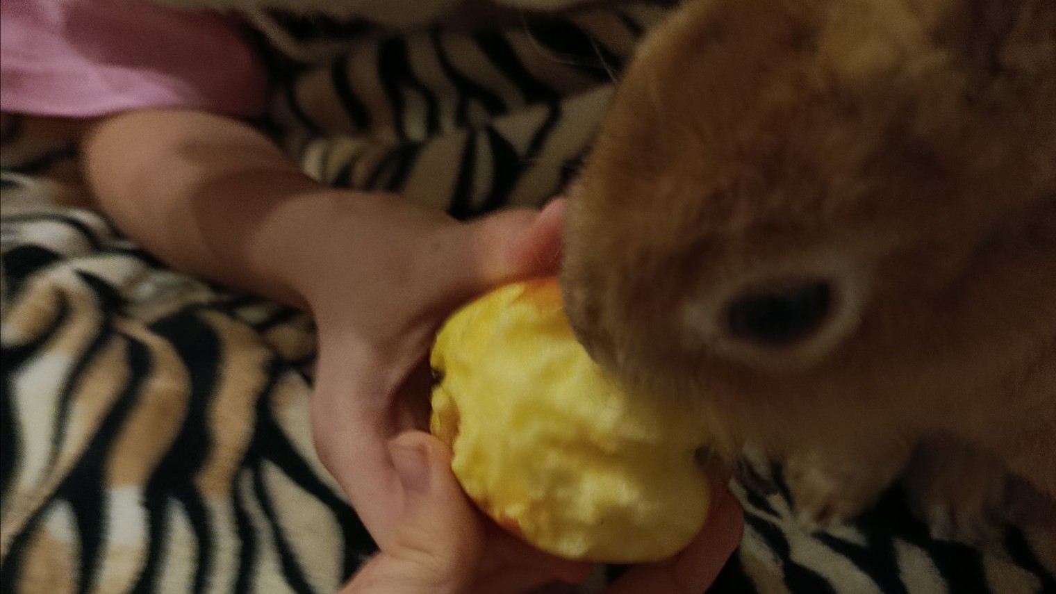 Сушик любит сушки