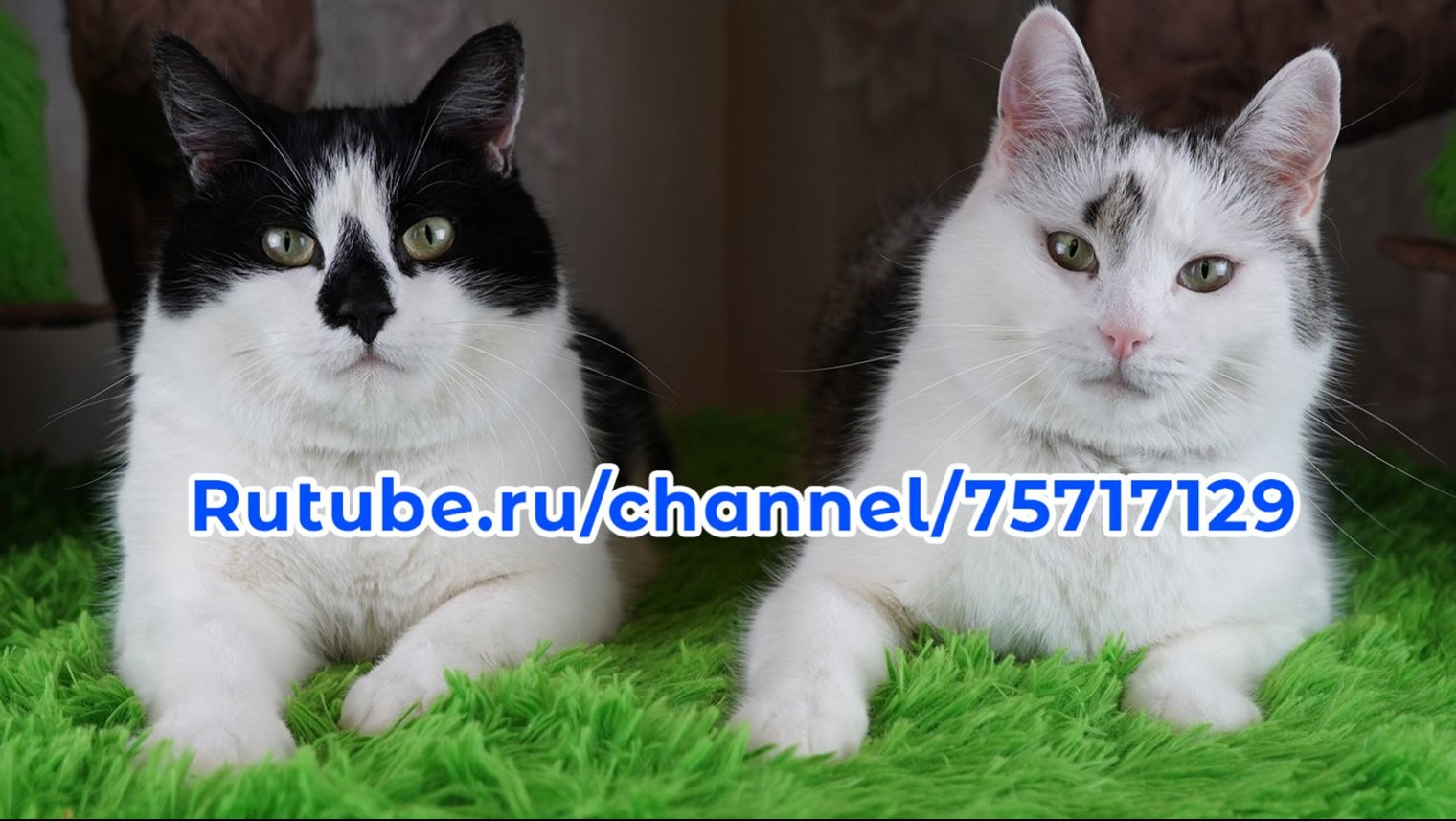 А ну-ка Давай-ка