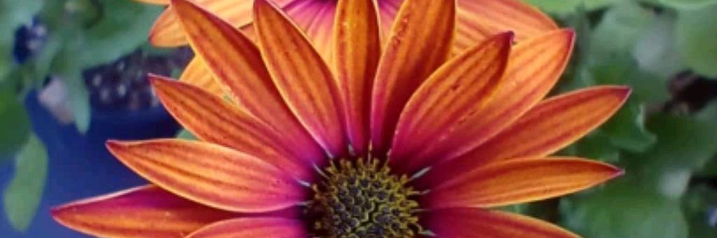 Цветы Для Дома И Сада