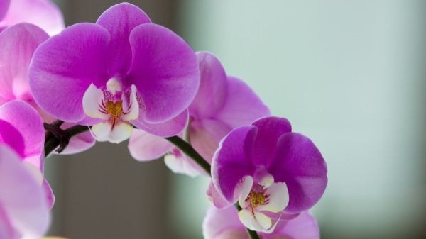 Садовый центр "Цветуля"