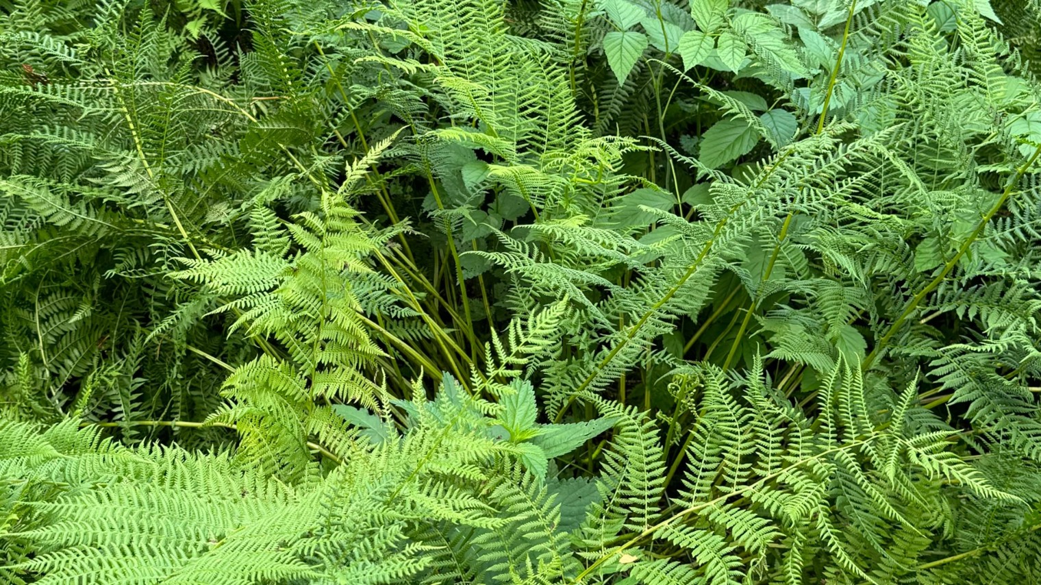 Городская дачница