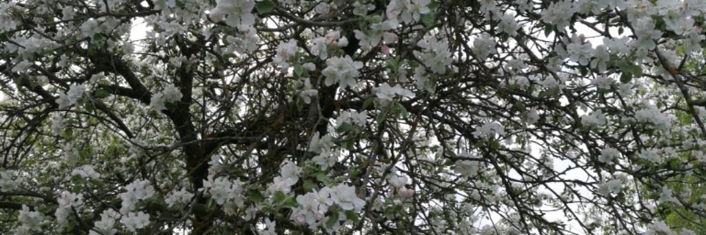 Спектакли, мюзиклы, концерты в Санкт-Петербурге