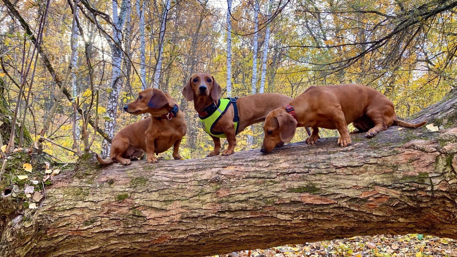 Сказки Леса