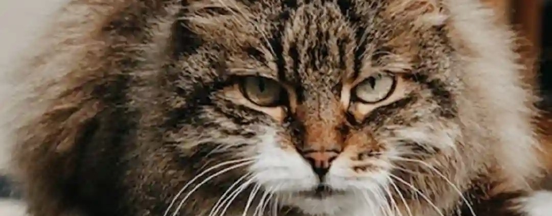 Чопа💕💜💚